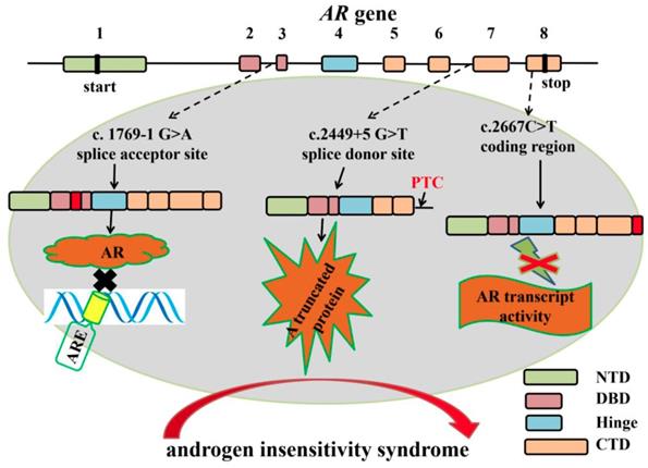 The role played by alternative splicing in antigenic variability in