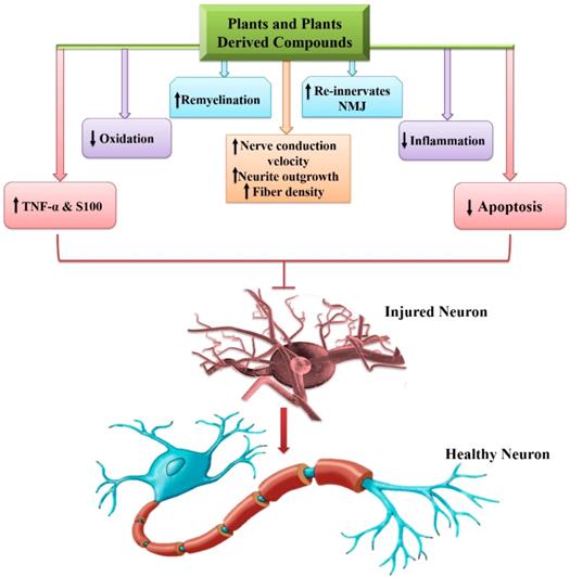 Current Status of Therapeutic Approaches against Peripheral Nerve