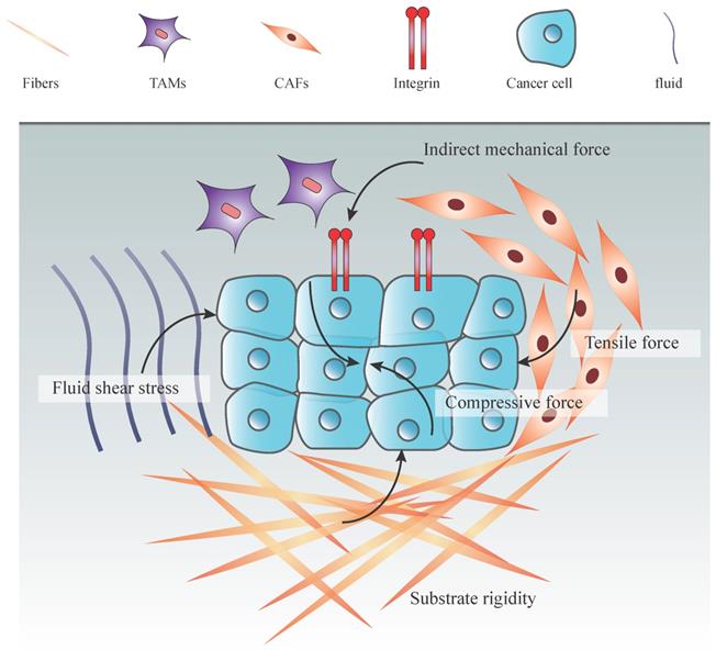 Mechanical Tumor Microenvironment And Transduction: Cytoskeleton ...