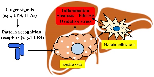 kupffer cells diagram
