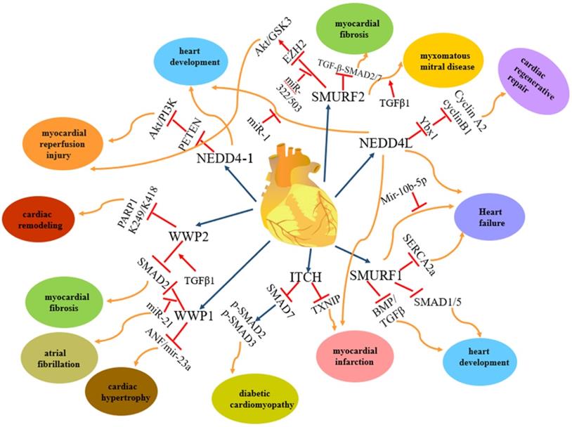 E3 Ubiquitin ligase NEDD4 family‑regulatory network in cardiovascular ...