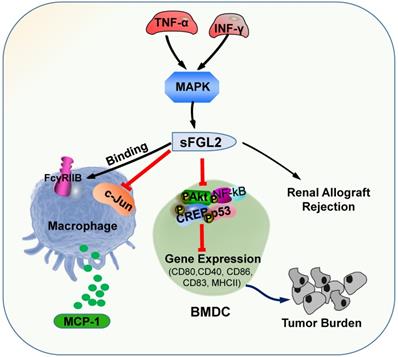 The role of Fibrinogen-like proteins in Cancer