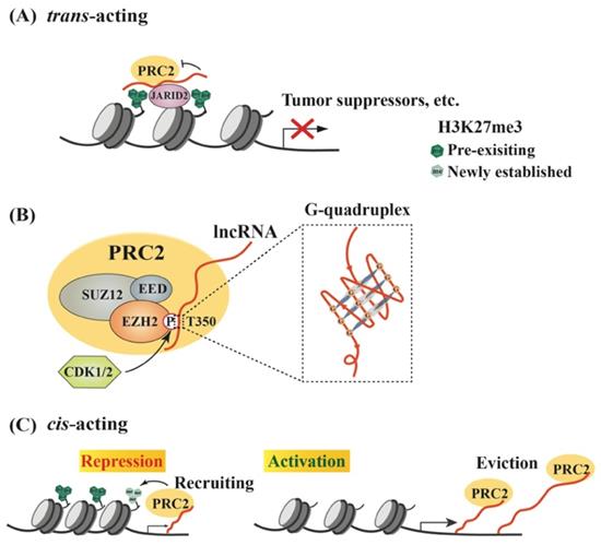 Int J Biol Sci Image