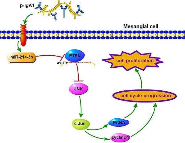 Downregulation of miR‑214-3p attenuates mesangial hypercellularity ...