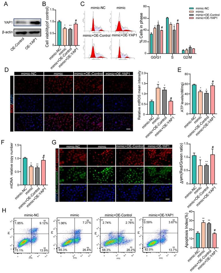 Mir-484 contributes to diminished ovarian reserve by regulating ...