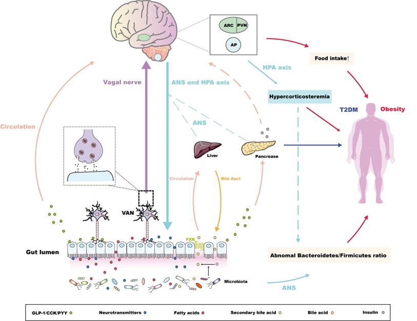 Crosstalk between adipose tissue and the microbiota-gut-brain axis in ...