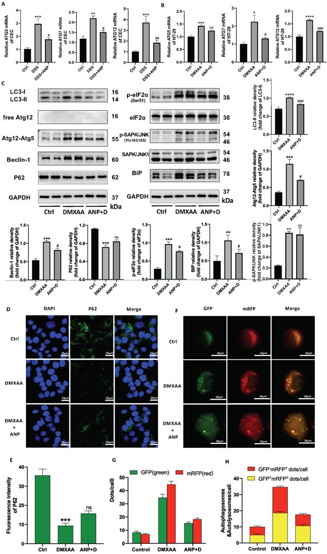 Atrial Natriuretic Peptide Attenuates Colitis via Inhibition of the ...