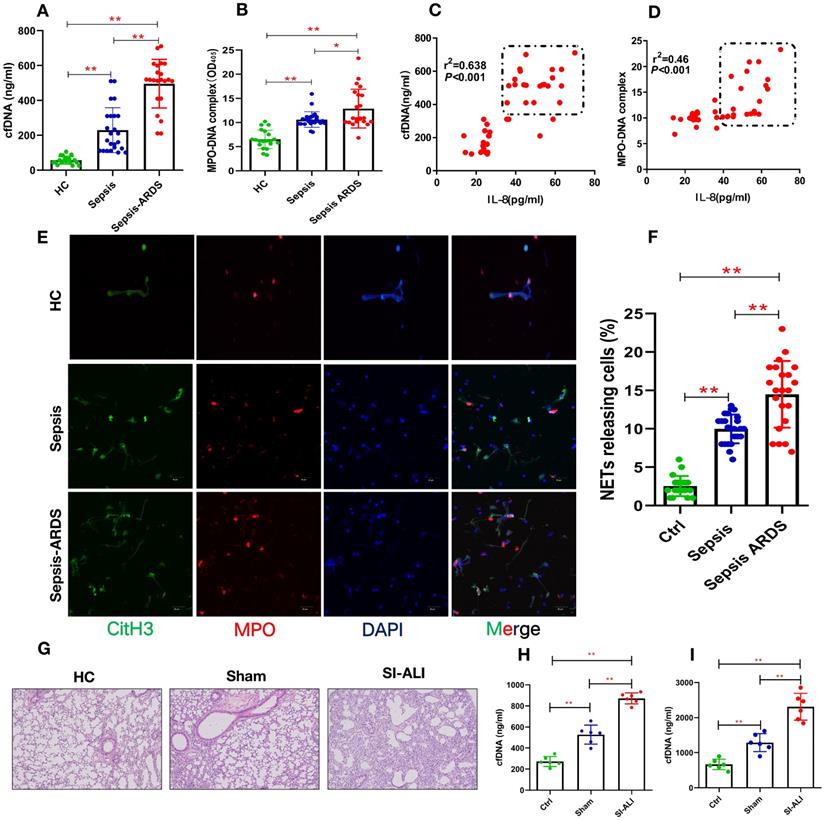 Neutrophil extracellular traps mediate m6A modification and regulates ...