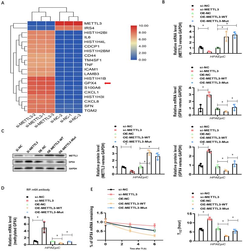 Neutrophil extracellular traps mediate m6A modification and regulates ...