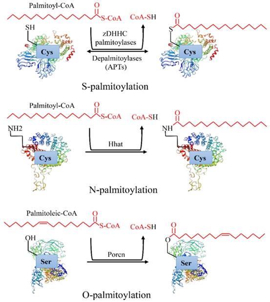 Emerging Roles Of Protein Palmitoylation And Its Modifying Enzymes In ...