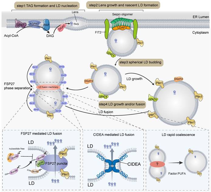 Perilipin 5 links mitochondrial uncoupled respiration in brown fat