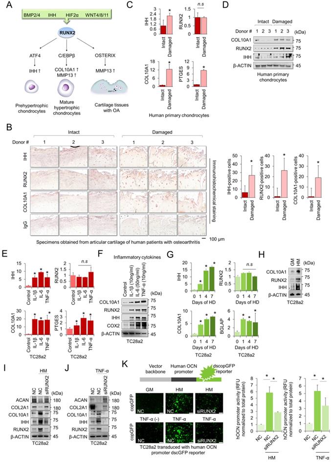 RUNX2 Stabilization By Long Non-coding RNAs Contributes To Hypertrophic ...