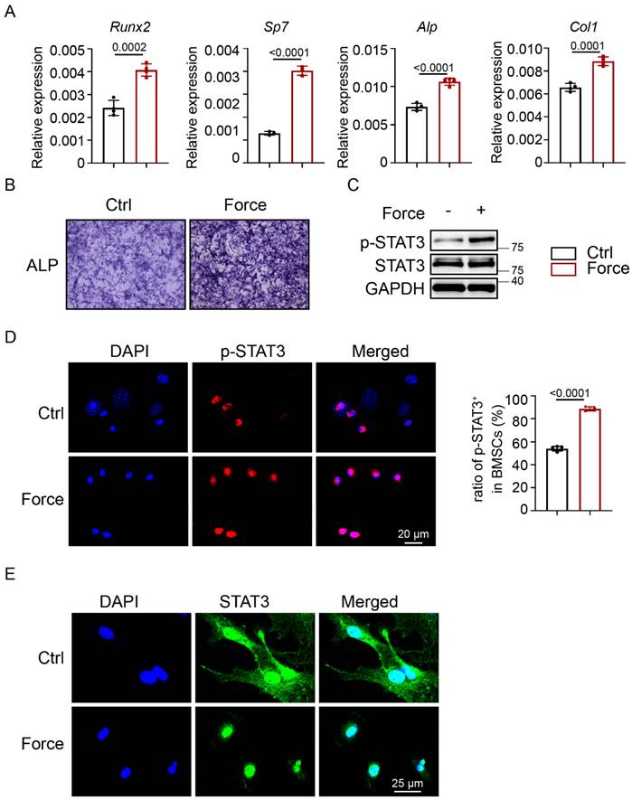 Exercise Maintains Bone Homeostasis By Promoting Osteogenesis Through STAT3