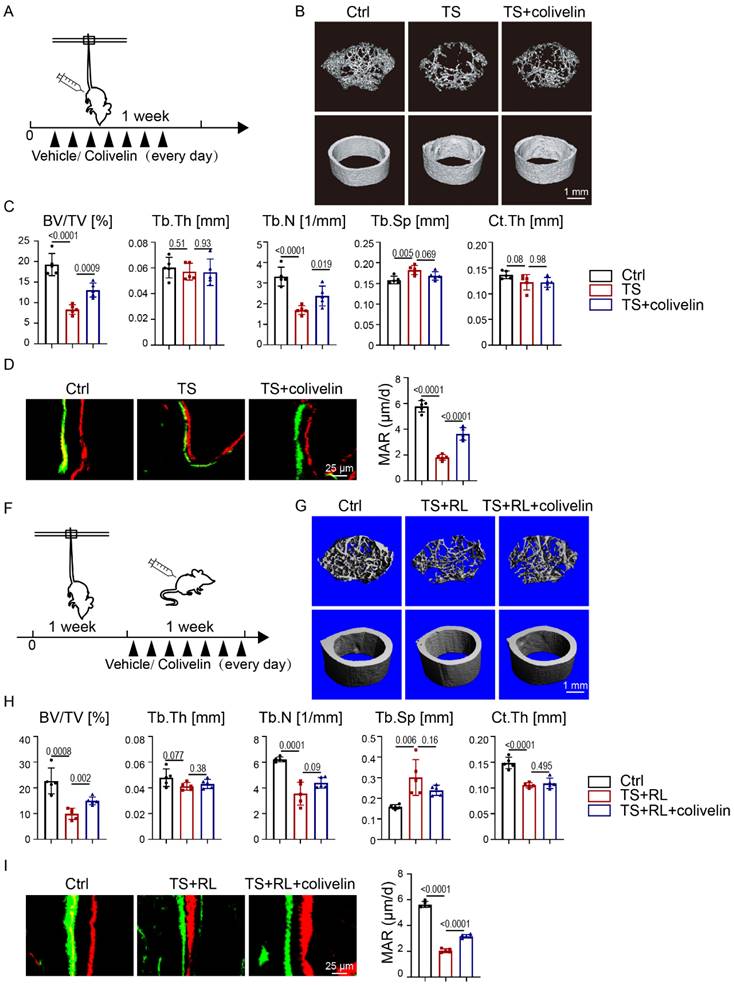 Exercise Maintains Bone Homeostasis By Promoting Osteogenesis Through STAT3