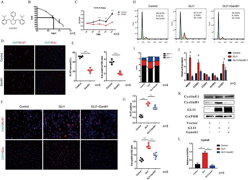 Gli1 promotes the phenotypic transformation of valve interstitial cells ...