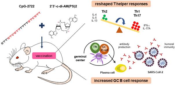 Immunization of Mice with a Live Transconjugant Shigella Hybrid Strain  Induced Th1 and Th17 Cell‐Mediated Immune Responses and Confirmed Passive  Protection Against Heterologous Shigellae - Nag - 2016 - Scandinavian  Journal of