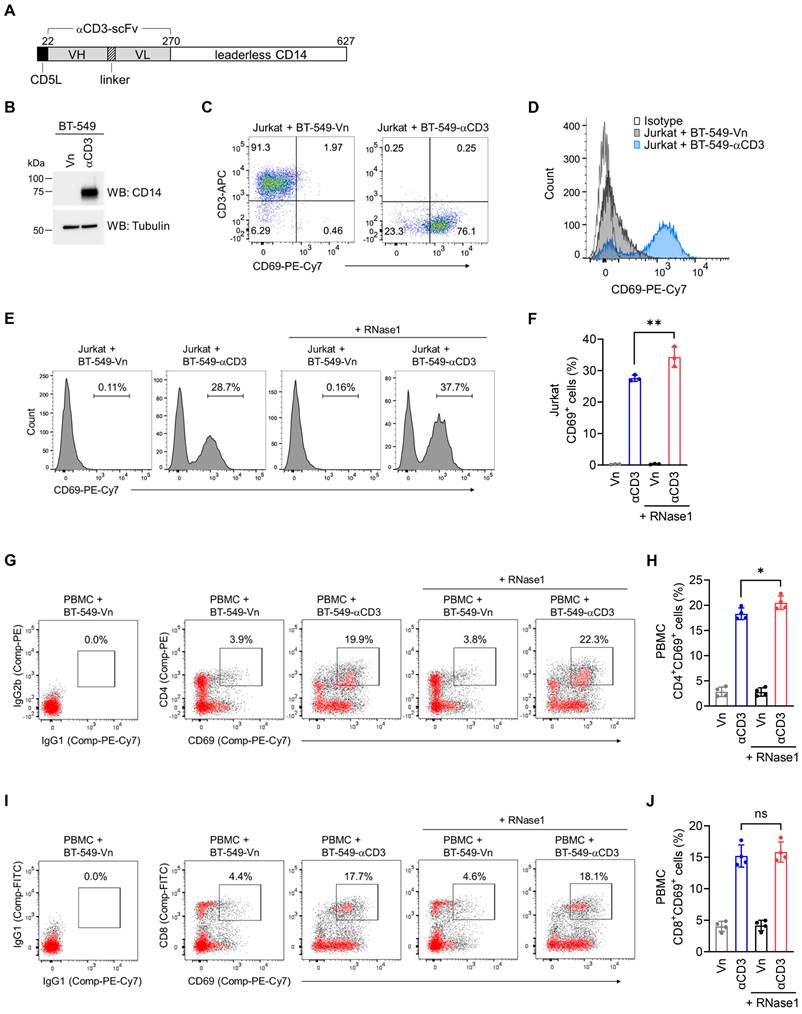 Ribonuclease 1 Enhances Antitumor Immunity against Breast Cancer by ...