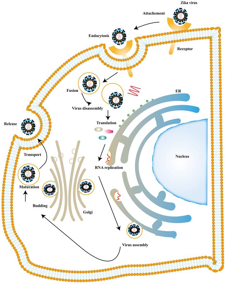 How Zika Virus Evades Antiviral Response of Cells