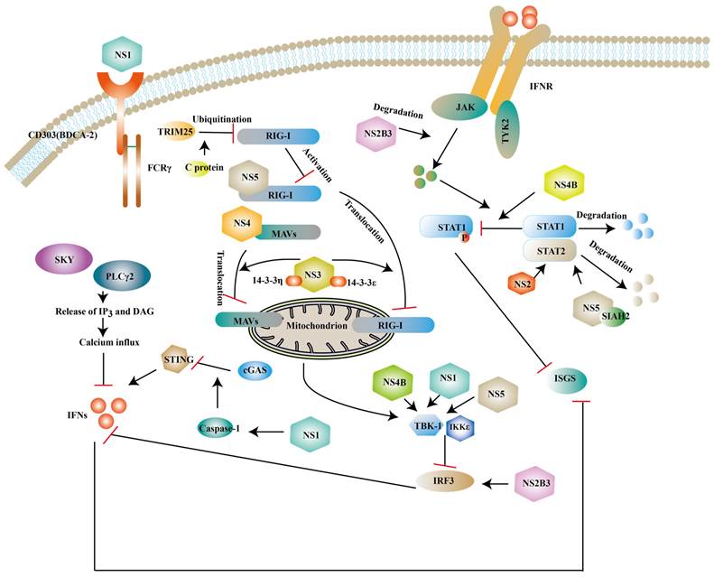 Targeting Type I Interferon Induction and Signaling: How Zika Virus ...