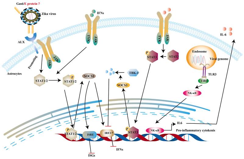 How Zika Virus Evades Antiviral Response of Cells