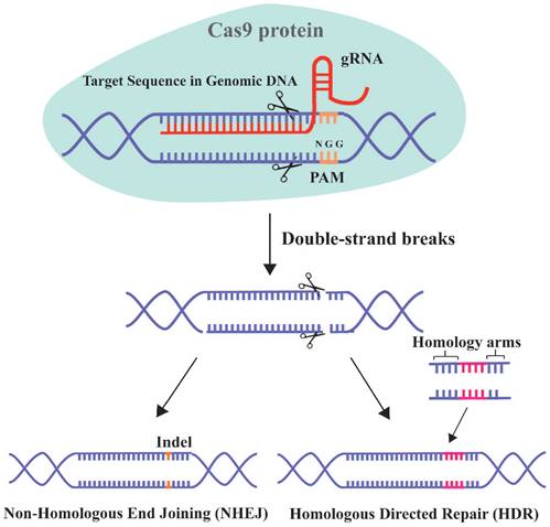 Emerging Progress Of RNA-Based Antitumor Therapeutics