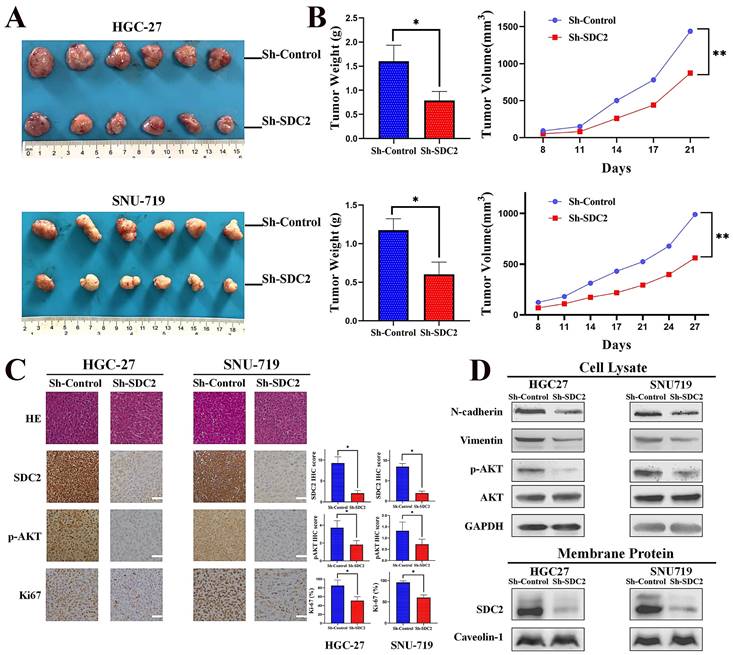 SDC2 Stabilization by USP14 Promotes Gastric Cancer Progression through ...