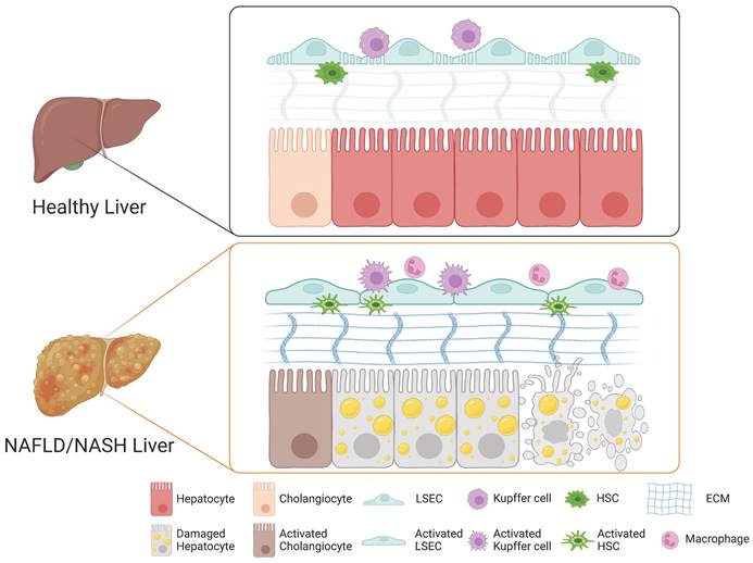 A human multi-lineage hepatic organoid model for liver fibrosis