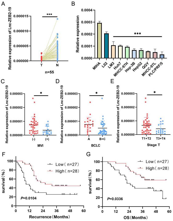 Lnc-ZEB2-19 Inhibits the Progression and Lenvatinib Resistance of ...