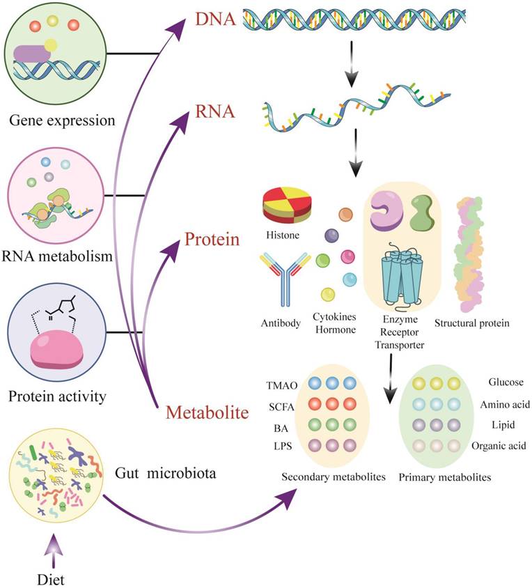 Targeting metabolism in aortic aneurysm and dissection: from basic ...