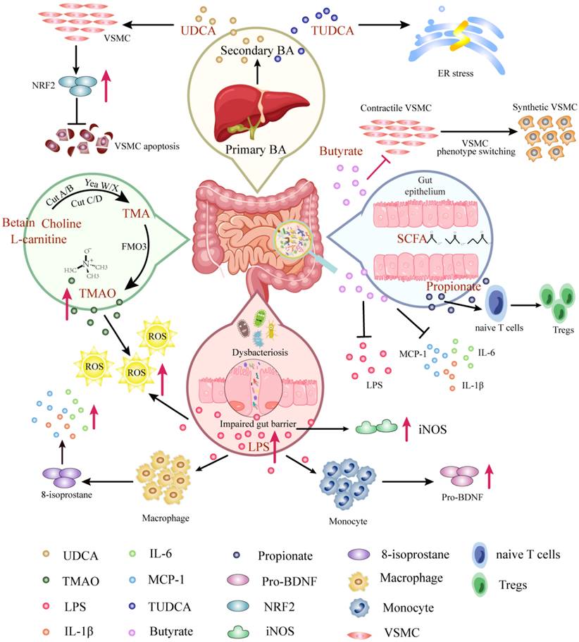 Targeting metabolism in aortic aneurysm and dissection: from basic ...