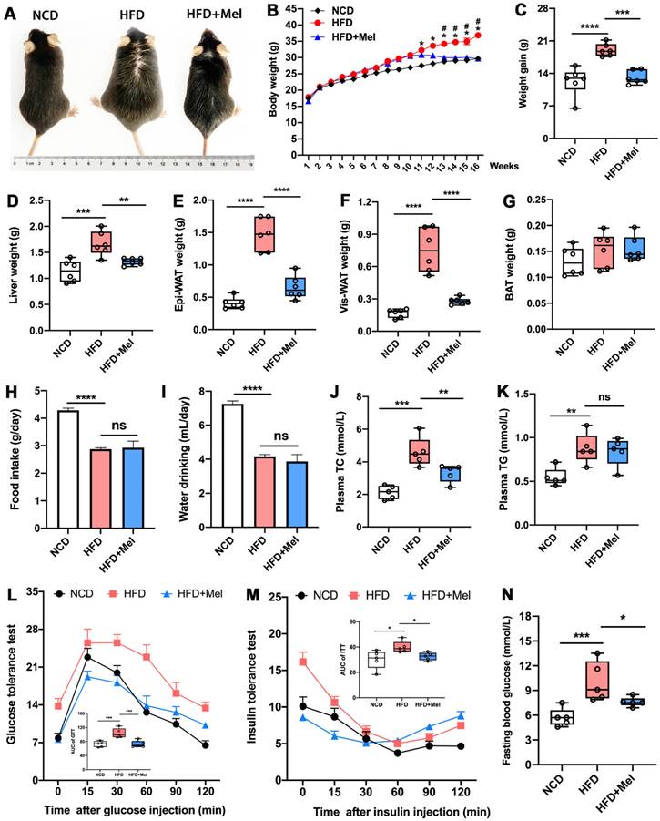 Melatonin Ameliorates Hepatic Ferroptosis in NAFLD by Inhibiting ER ...