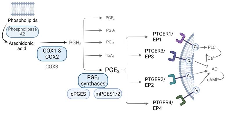 Pgd2 And Pge2 Clearance Store | gbu-taganskij.ru