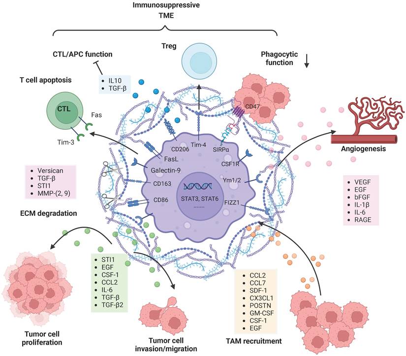 The Evolution of Tumor Microenvironment Evolution in Gliomas and Its ...