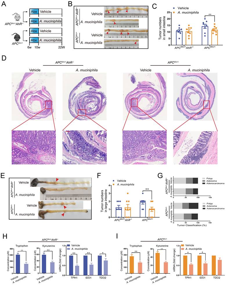 Akkermansia muciniphila inhibits tryptophan metabolism via the AhR/β ...