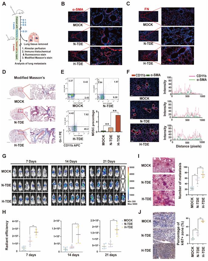 Hypoxia-induced exosomes facilitate lung pre-metastatic niche formation ...