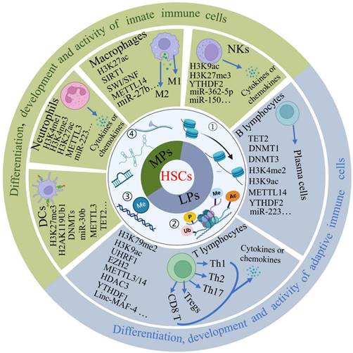 Epigenetic Modulations Of Immune Cells: From Normal Development To ...