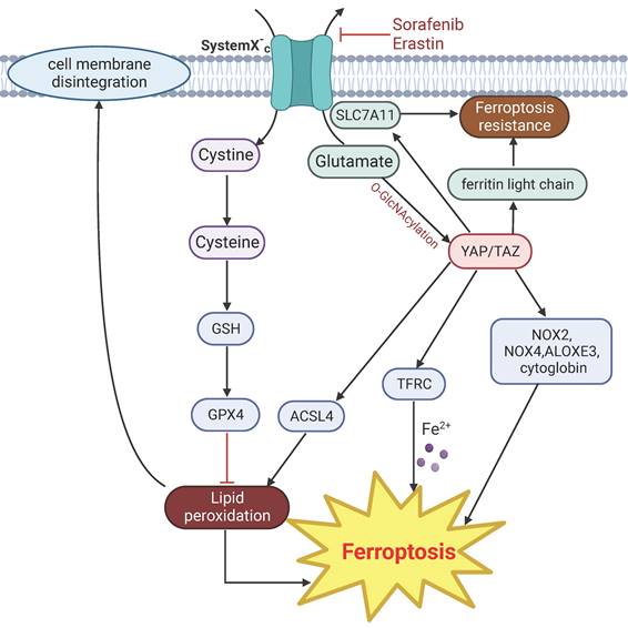 Role Of YAP Signaling in Regulation of Programmed Cell Death and Drug ...