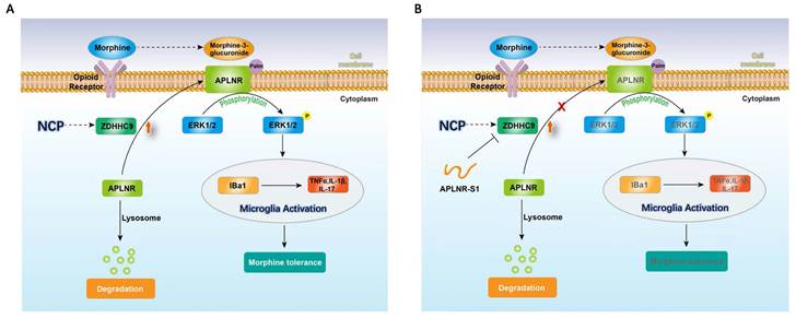 Int J Biol Sci Image