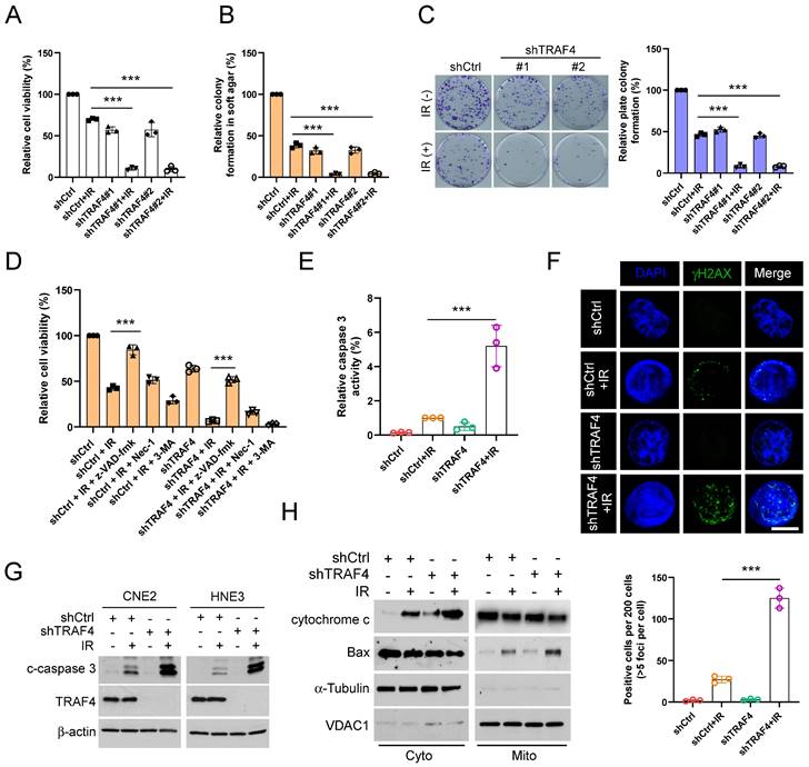 TRAF4 regulates ubiquitination-modulated survivin turnover and confers ...