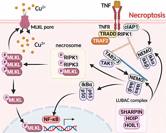 The Cross-Communication of Cuproptosis and Regulated Cell Death in ...