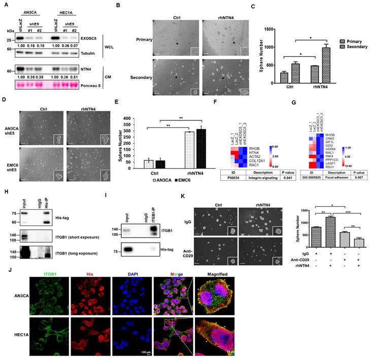 EXOSC5 maintains cancer stem cell activity in endometrial cancer by ...