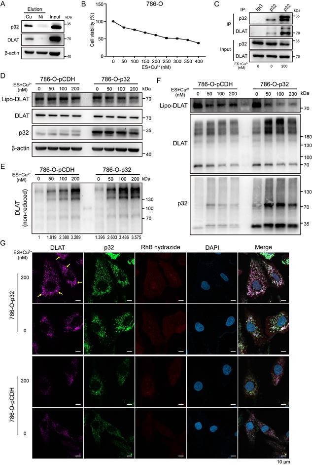 Int J Biol Sci Image