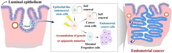 Endometrial Stem Cells: Orchestrating Dynamic Regeneration of Endometrium  and Their Implications in Diverse Endometrial Disorders