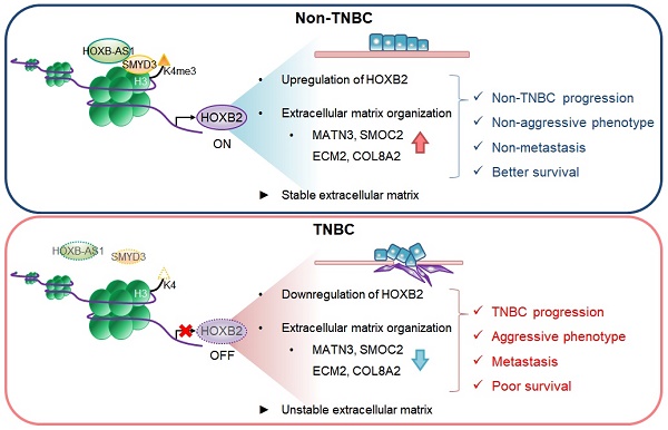 The homeoprotein HOXB2 limits triple-negative breast