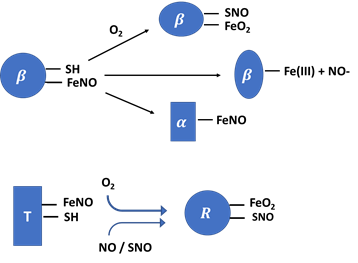 Int J Biol Sci inline graphic