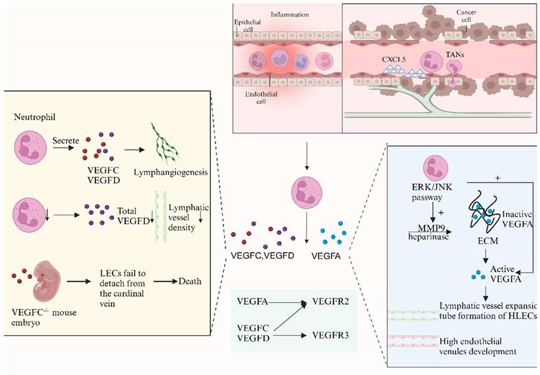 Int J Biol Sci Image