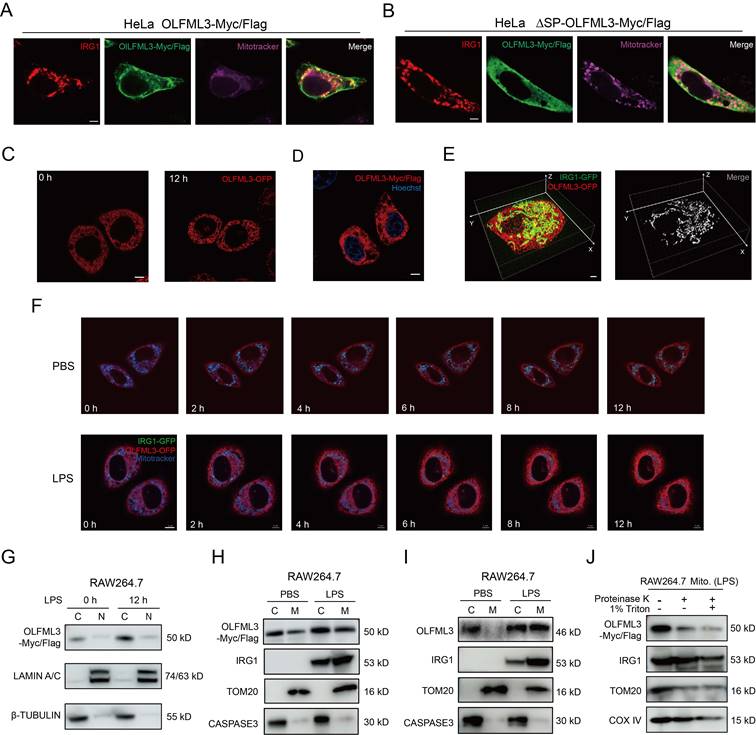Int J Biol Sci Image