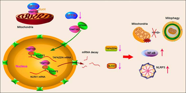 Int J Biol Sci Image