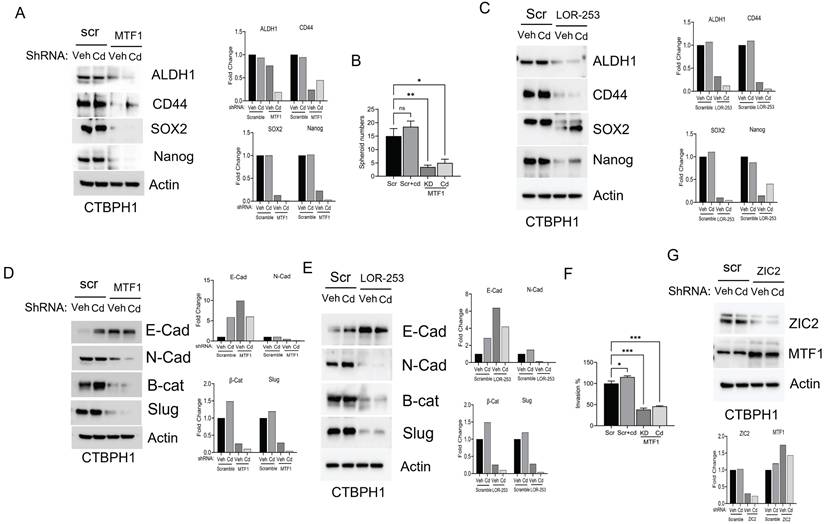 Int J Biol Sci Image