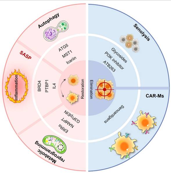 © The Author. International Journal of Biological Sciences Graphic abstract